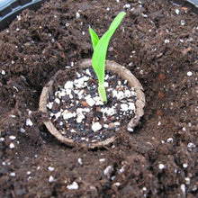 Lade das Bild in den Galerie-Viewer, Garden Seed Starter Set
